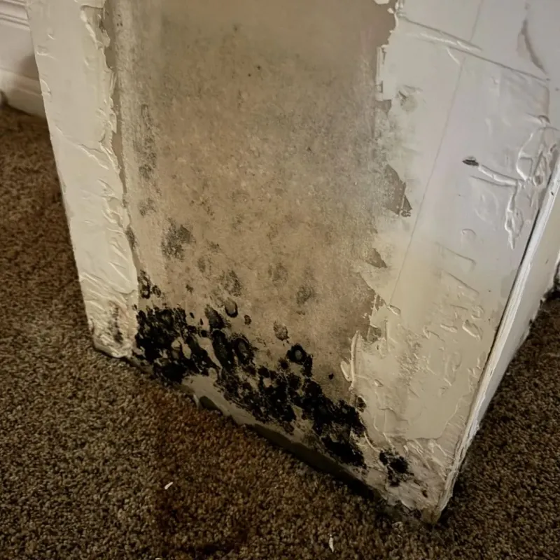 Professional Mold Removal in Schertz, TX